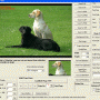 VISCOM TIFF Viewer ActiveX SDK 12.15 screenshot